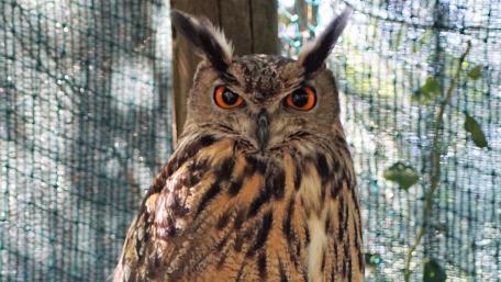 Majestic Owl Staring Intently at Its Surroundings wallpaper