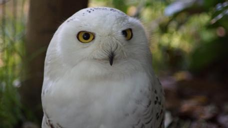 Majestic Snowy Owl in Nature Light wallpaper