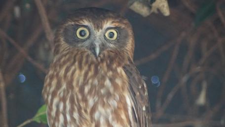 Wise Owl in Nature's Embrace wallpaper