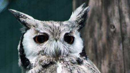 Majestic Owl in Close-Up View wallpaper