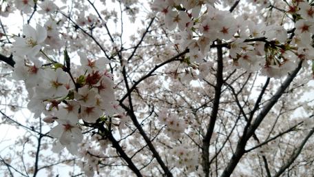 Wuhan University Cherry Blossom wallpaper