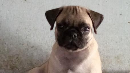Adorable Pug with Sweet Expression wallpaper