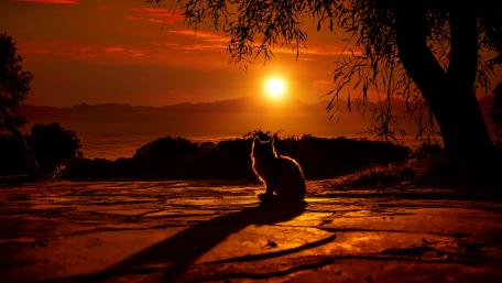 Cat watching the sunset wallpaper