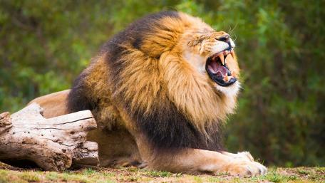Roaring lion wallpaper