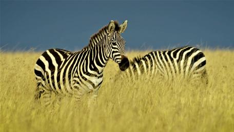 Zebras wallpaper