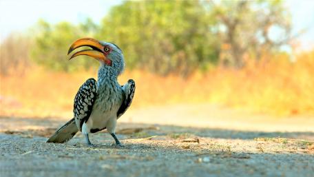 Majestic Hornbill in Natural Habitat wallpaper