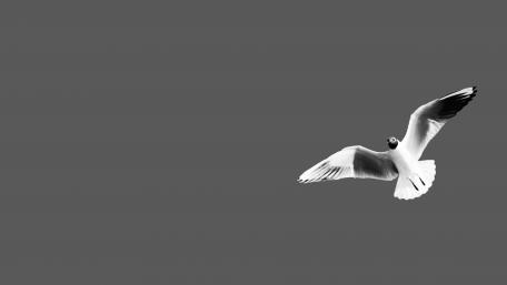 Grey Sky Gull Flies Solo in Style wallpaper