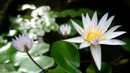 Pond Lily wallpaper