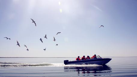 Speeding Through Tranquil Waters with Nature's Company wallpaper