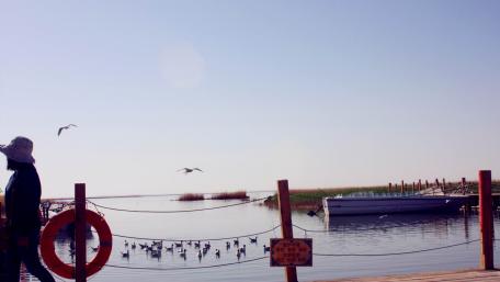 Serene Waterfront Scene with Birds and Boats wallpaper