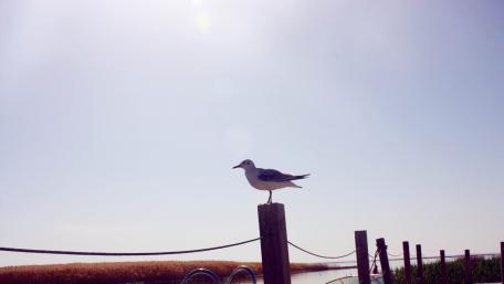 Seagull Perched on a Post Under a Clear Sky wallpaper