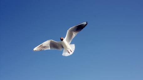 Majestic Gull Soaring in Clear Skies wallpaper
