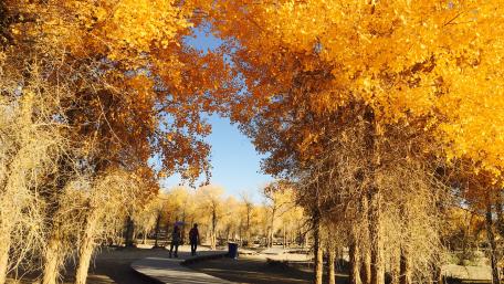 Autumn Serenity in Golden Hues wallpaper