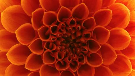 Close up Dahlia flower wallpaper