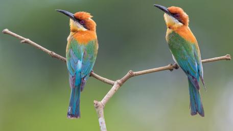 Bee eater wallpaper