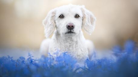 Serene White Dog in Blue Blossoms wallpaper