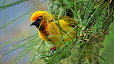 Vibrant Yellow Bird in Nature's Nesting Haven wallpaper