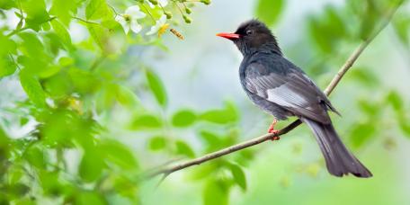 Black Bulbul bird wallpaper