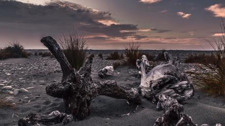 Driftwood in the black sand (New Zealand) wallpaper