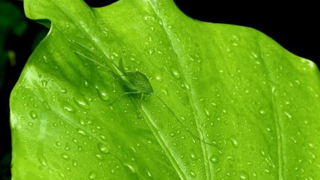 Bblackfly macro photo wallpaper