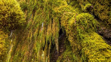 Lush Greenery of Climbing Plants and Moss wallpaper