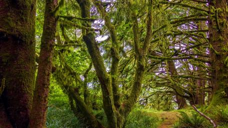 Mossy forest (Pacific Northwest, Oregon) wallpaper