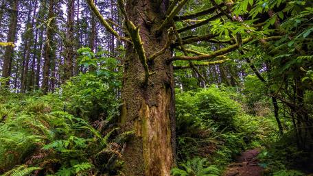 Pacific Northwest wallpaper