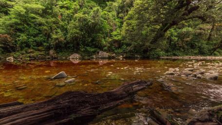 Riparian zone in New Zealand wallpaper