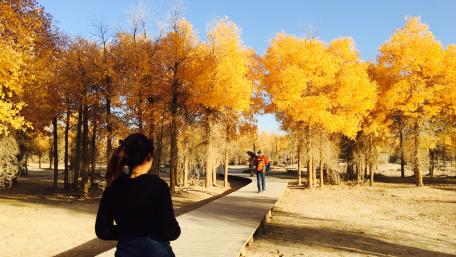 Golden Autumn Pathway in Nature's Embrace wallpaper