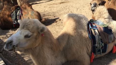Majestic Camels Relaxing Under the Sun wallpaper