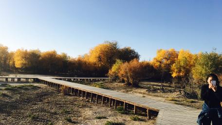 Golden Autumn Serenity in Nature wallpaper