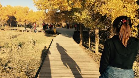 Golden Autumn Walkway Enhances Serenity and Connection with Nature wallpaper