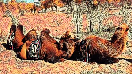 Majestic Camels in Vibrant Landscape wallpaper
