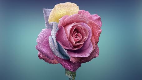 Pastel rose wallpaper