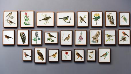 Vibrant Collection of Bird Species Illustrations wallpaper