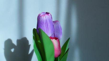 Tulips wallpaper