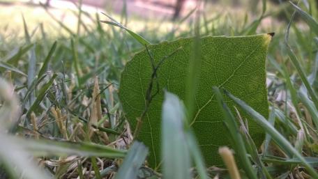 Lone leaf in the grass wallpaper