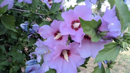Elegant Rose Mallow Blooms in Vibrant Purple Shades wallpaper