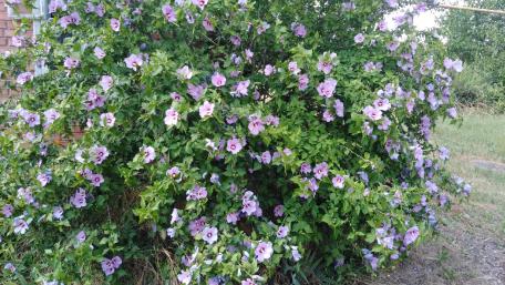 Vibrant Mallow Blossoms in Full Bloom wallpaper