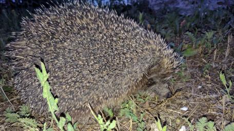 Hedgehog foraging in nature wallpaper 4k quality wallpaper