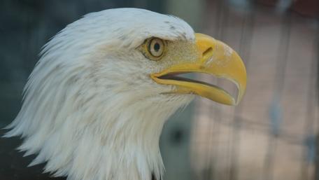 Majestic Bald Eagle Close-Up Wallpaper wallpaper