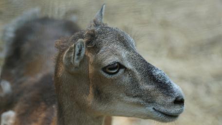 Majestic Young Deer in Natural Habitat wallpaper