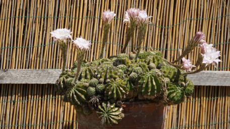 Stunning Cactus Blossoms in Blooming Glory wallpaper