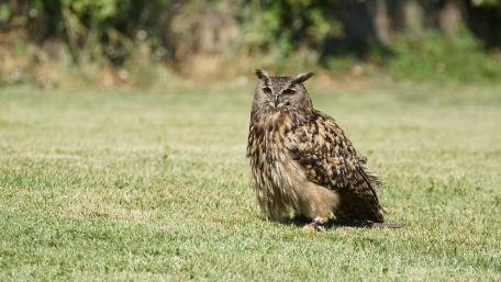 Majestic Owl in Nature's Embrace wallpaper