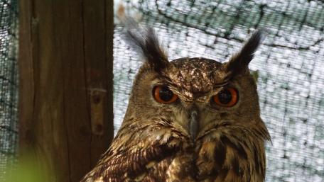 Majestic Owl with Striking Eyes wallpaper