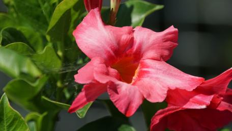 Vibrant Pink Flower Close-Up wallpaper