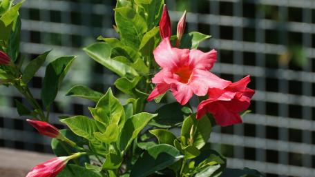 Pink Mandevilla wallpaper
