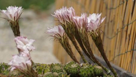 Cactus blossom wallpaper