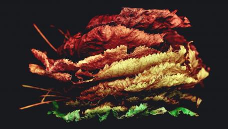 Dry leaves wallpaper