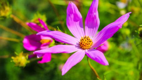 Summer flower wallpaper